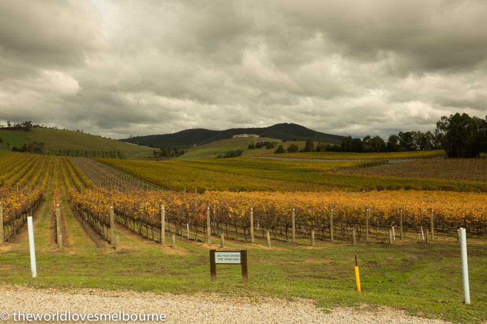 YarraValleyWineCompass 41