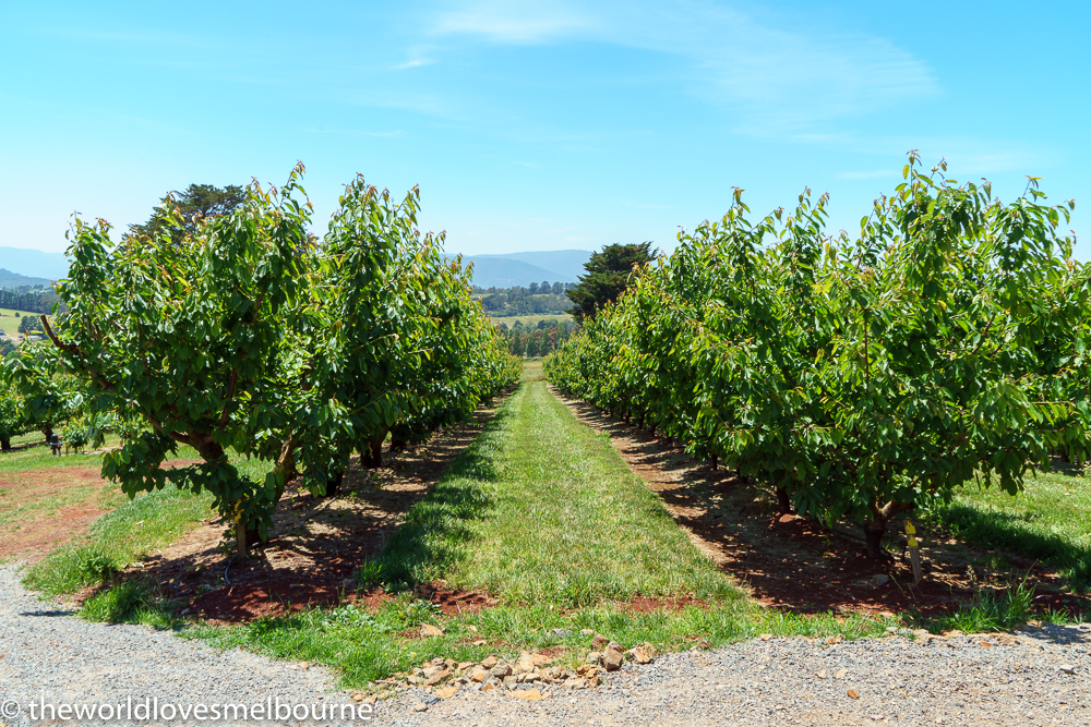 yarravalleyweb 102