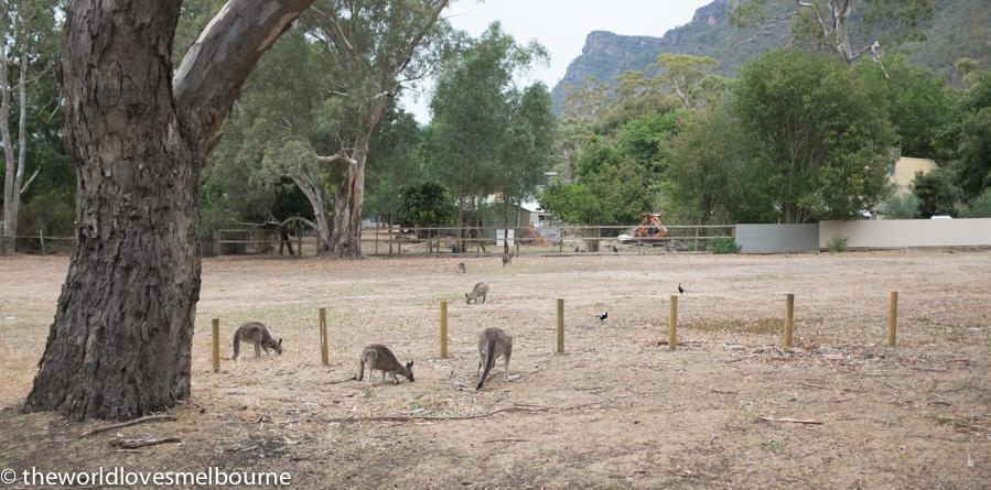 Grampians 109