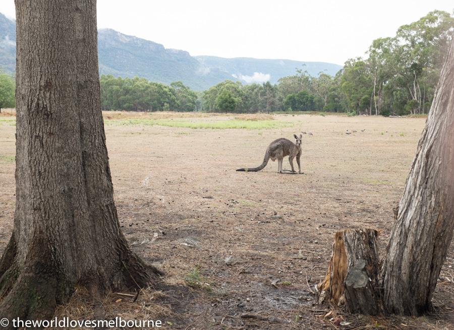 Grampians 238